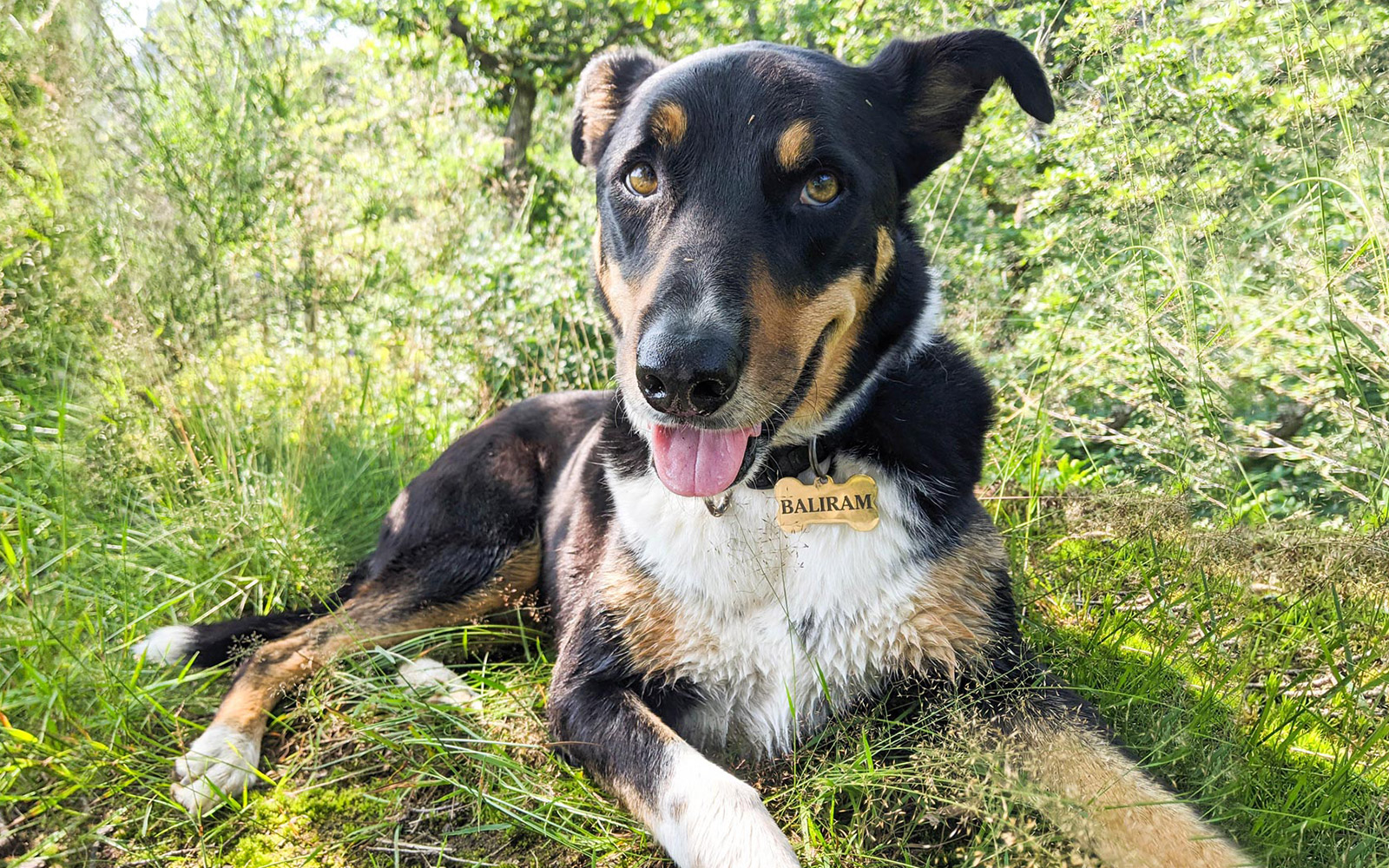 Article: Rescuing the Master's Dog