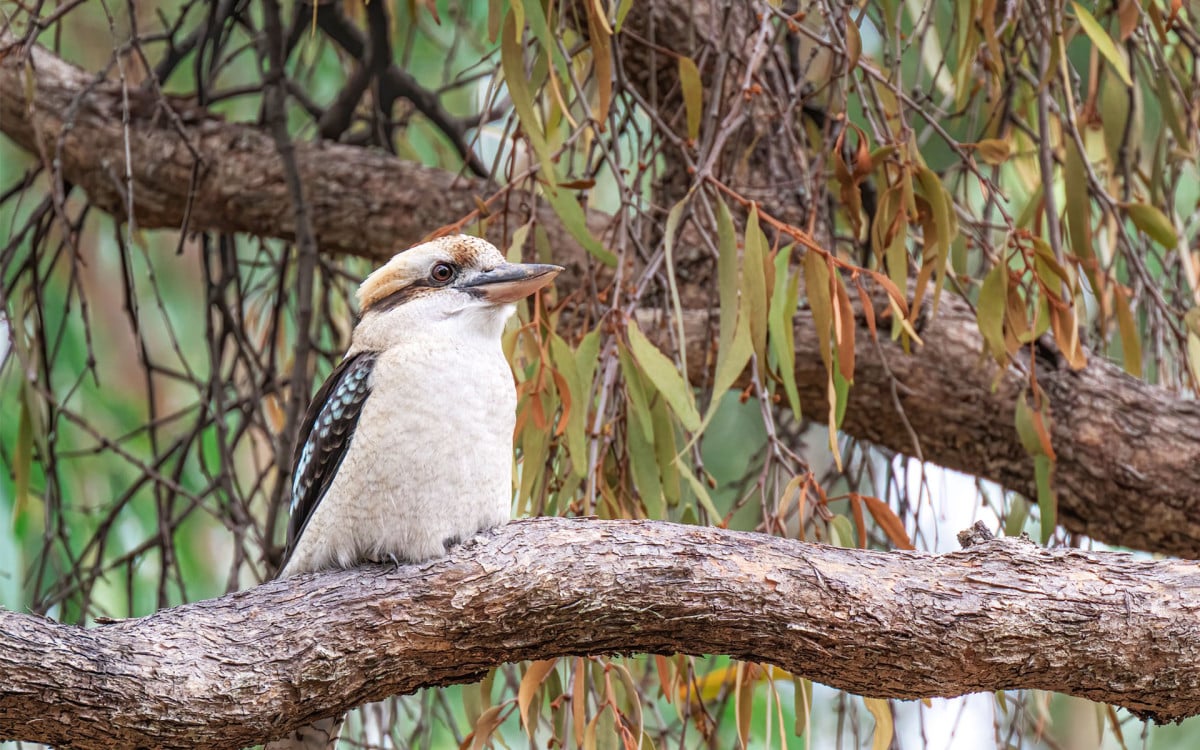 Master Sri Avinash Wisdom