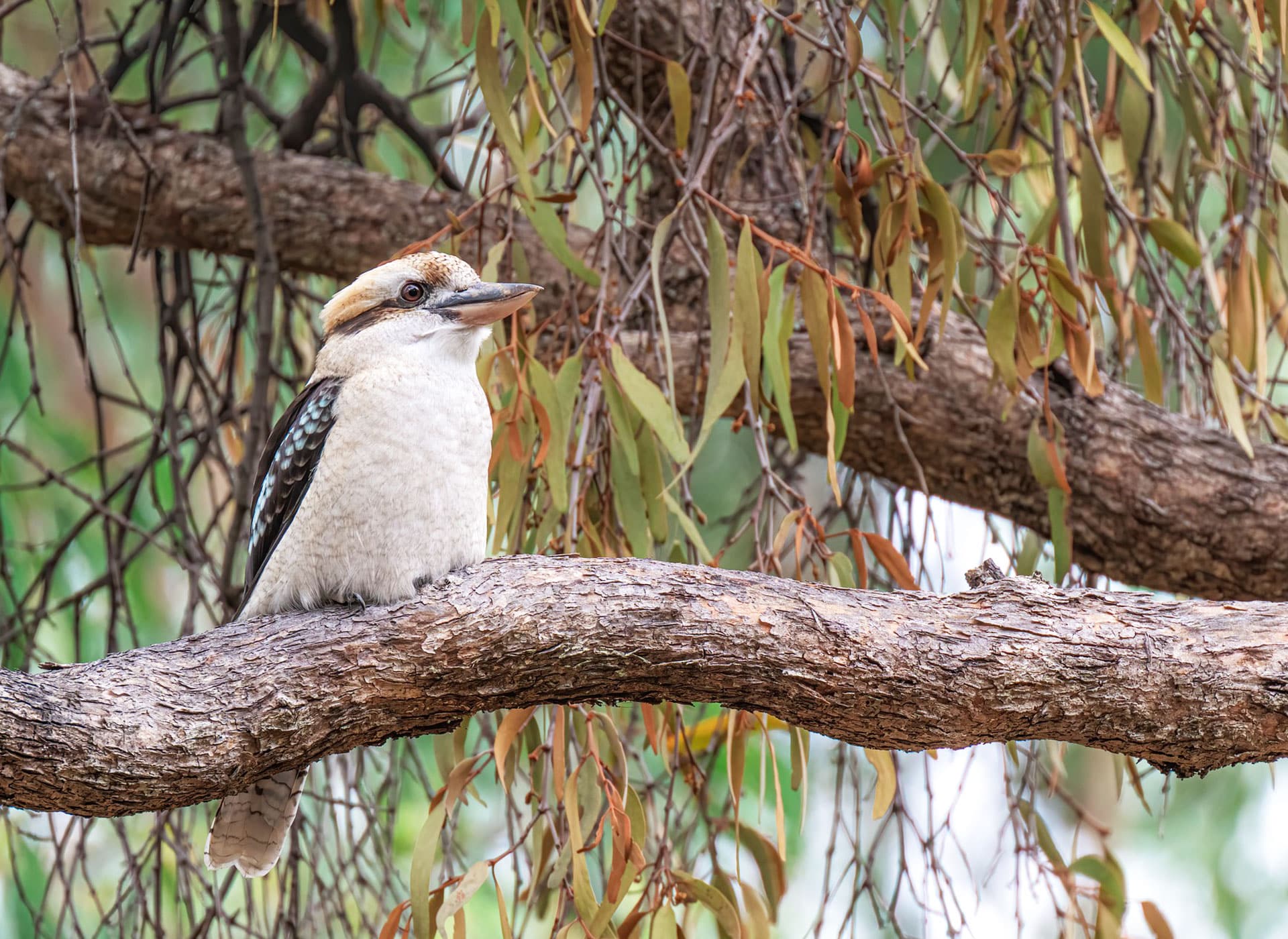 Master Sri Avinash Wisdom